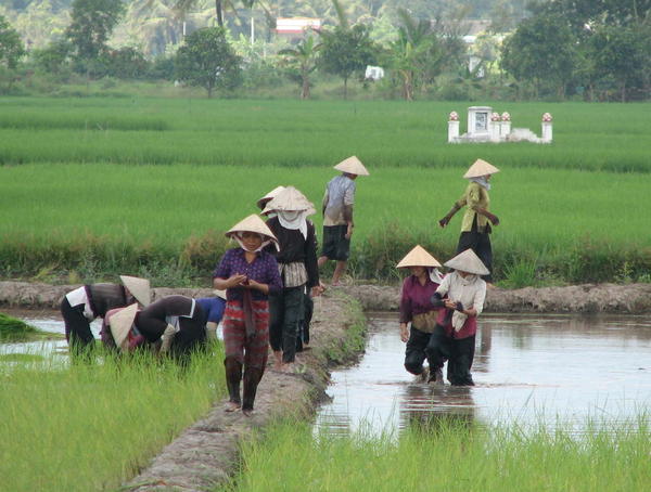 787413-Women-working-in-the-rice-fields-0